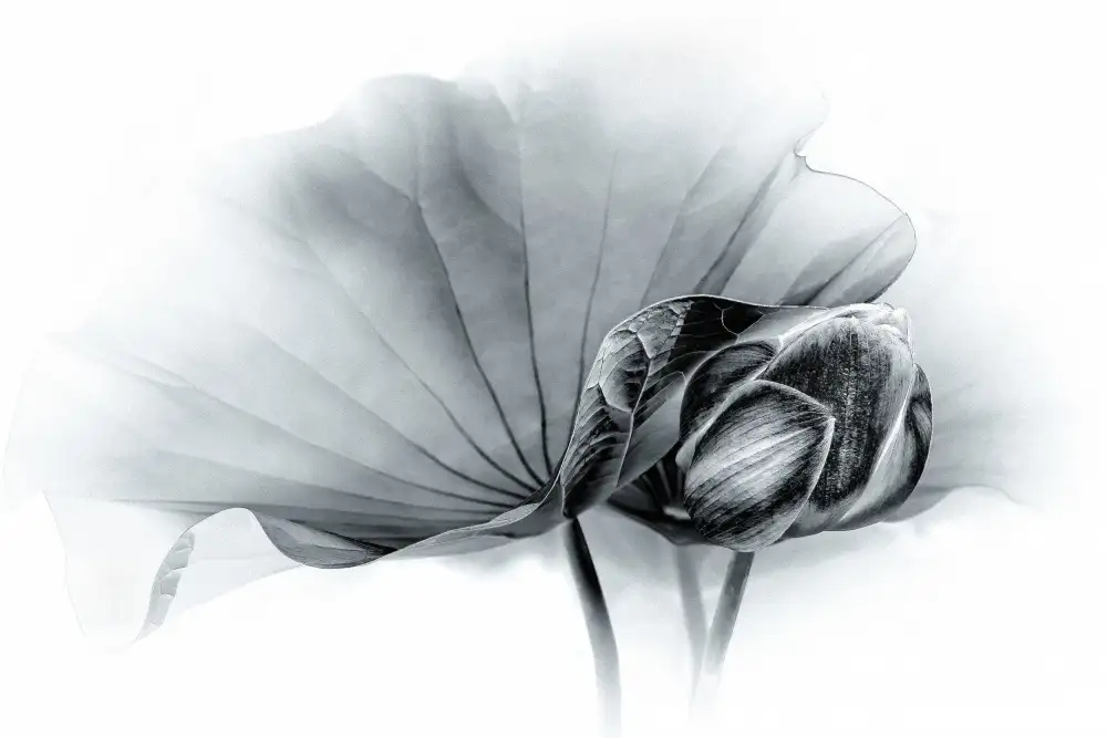 Zhang, Xiaohong: Compagni