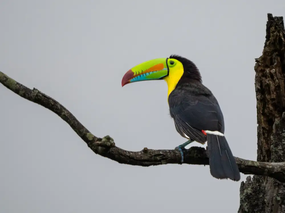 Parsons, Thomas: Keel-billed Toucan