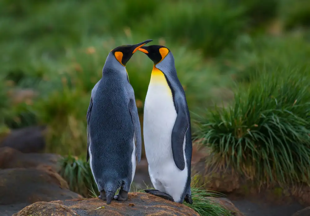 DB, YY: Couple de manchots royaux