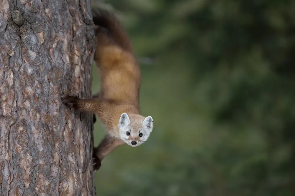 Wang, Max: Pine Marten