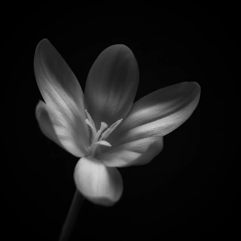 Grønkjær, Lotte: Krokus