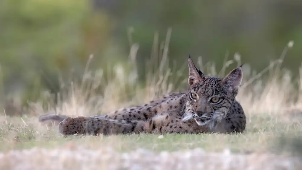 Helsen, Eddy: Young Iberian Lynx
