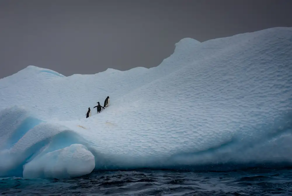 Lin, Ning: Iceberg innevato che ospita tre pinguini