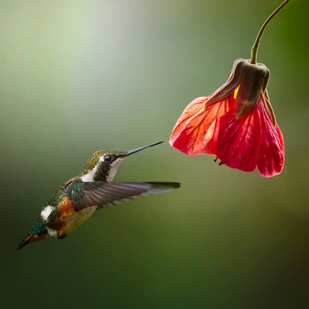 Acevedo, Pérez Lisandro: Chaetocercus Mulsanti (Colibri de Mulsant)