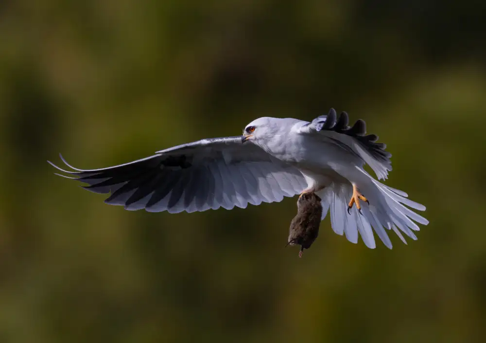 Huang, Johnson: White tailed kite