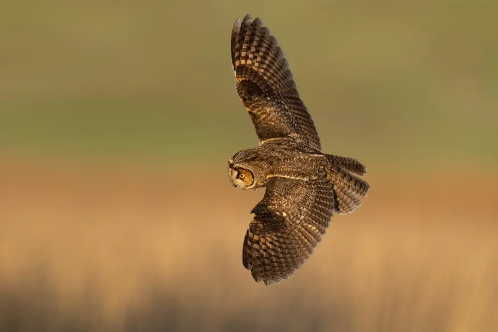 Wang, Max: Long-eared owl