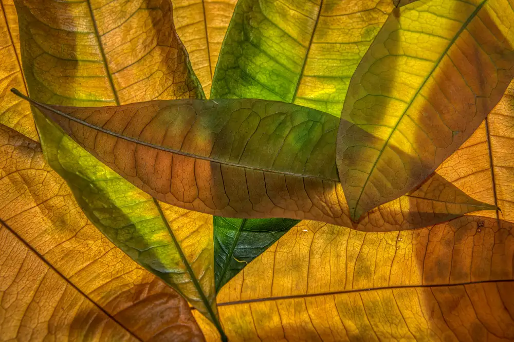 Haaksma, Piet: Farben der Natur