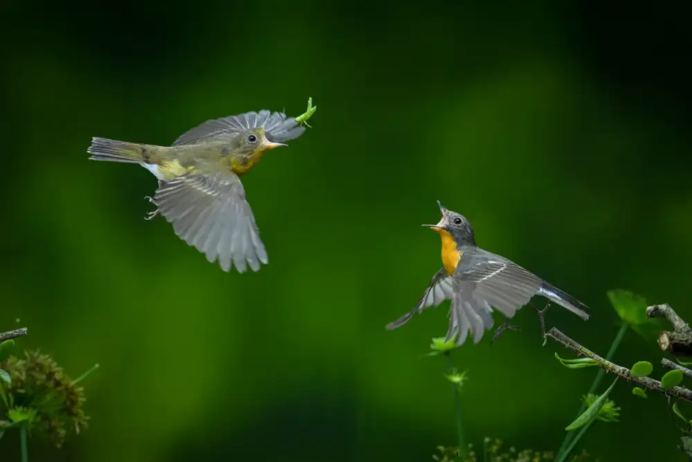 Setiadi, Ajar: bird
