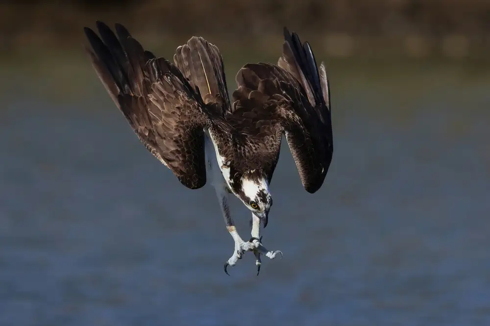 Lam, Gavin: Osprey v akci