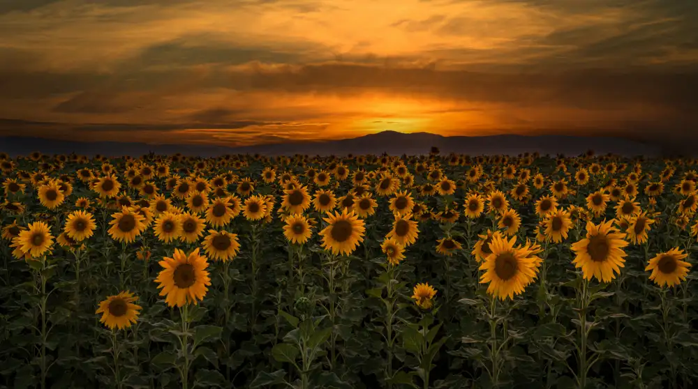 Telhami, Isam: art of nature