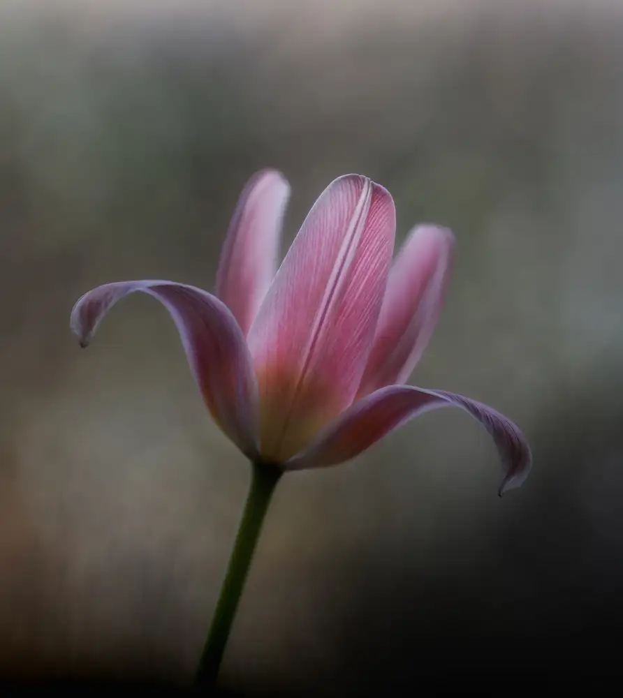 Grønkjær, Lotte: Tulipán ze zahrady