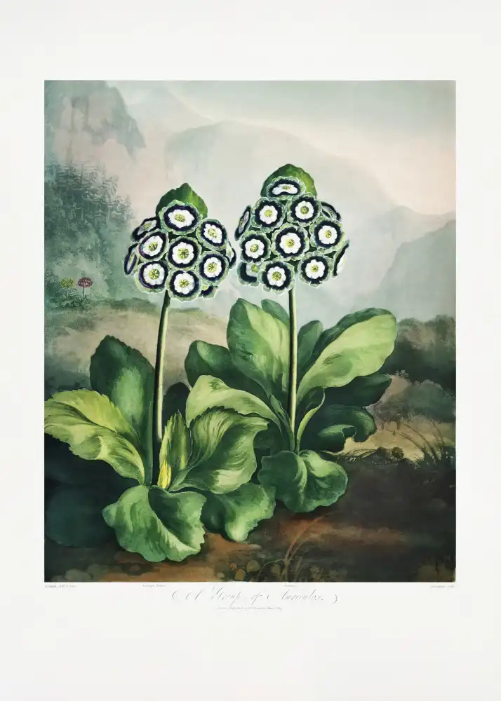 Thornton, John Robert: Un groupe d'auricules du Temple de Flore 2 (1807)