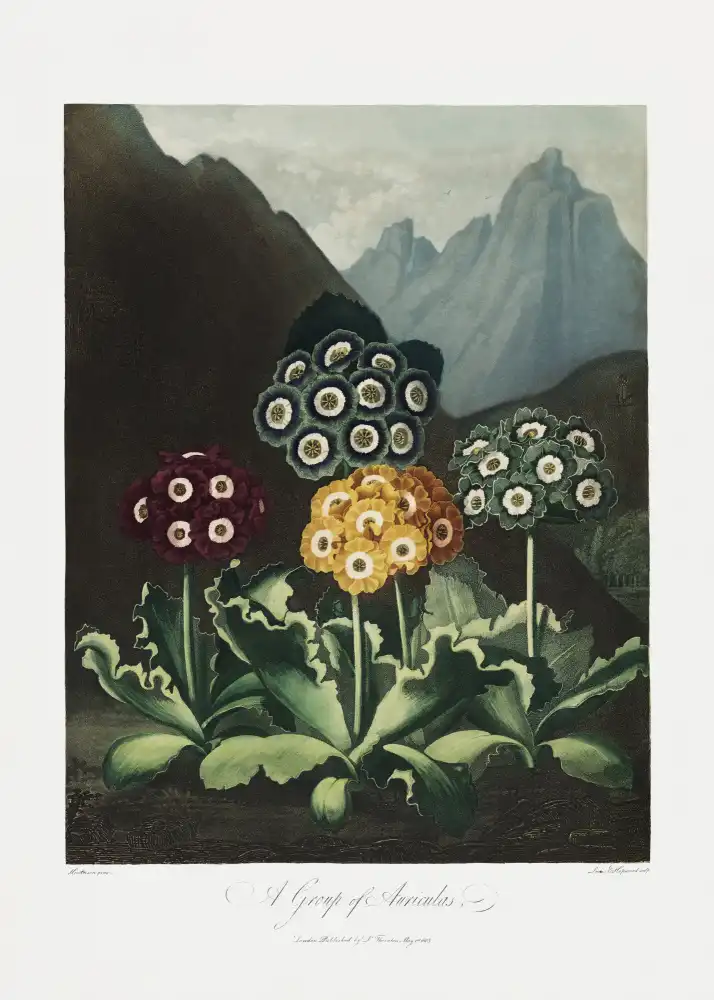 Thornton, John Robert: Un groupe d'auricules du Temple de Flore (1807)