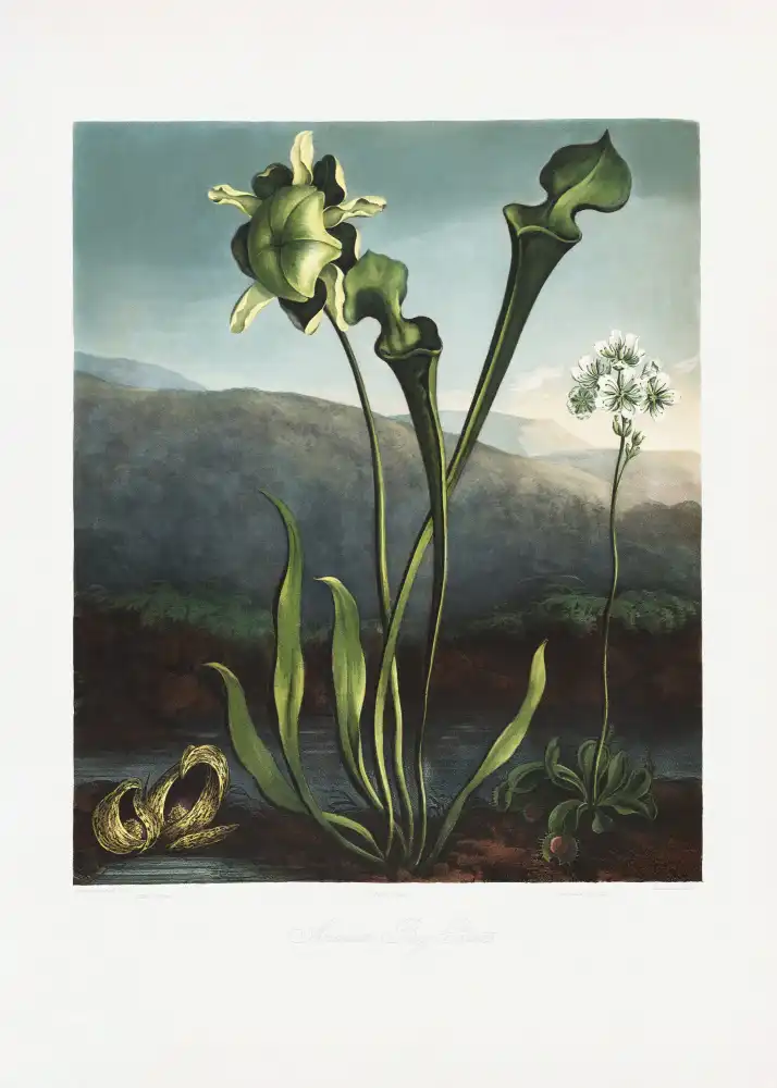 Thornton, John Robert: Plantes des tourbières américaines du Temple de Flore (1807)