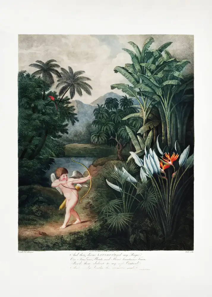 Thornton, John Robert: Plantes inspirantes de Cupidon avec amour du Temple de la Flore (1807)