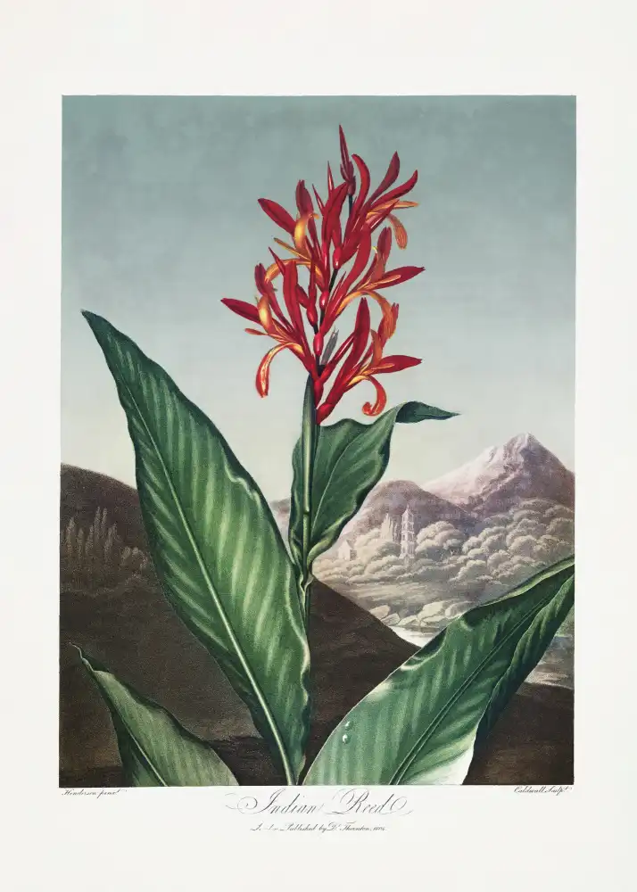 Thornton, John Robert: Roseau indien du Temple de Flore (1807)