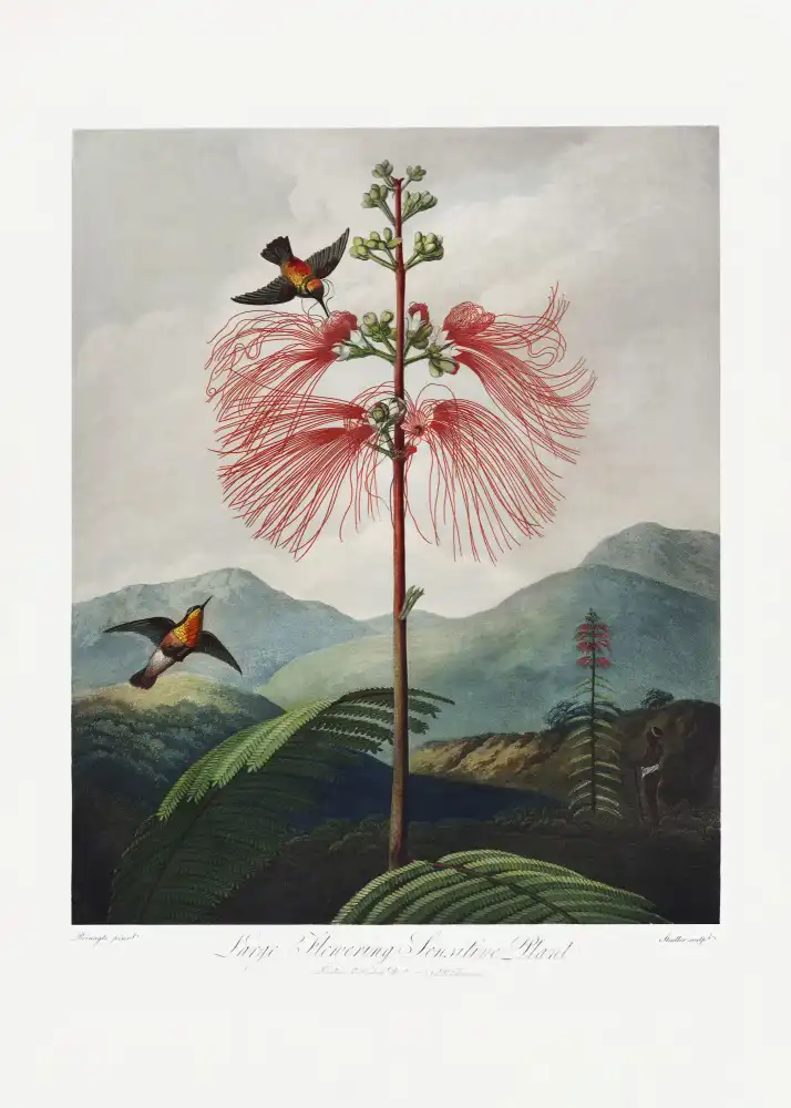 Thornton, John Robert: Plante sensible à grandes fleurs du Temple de la Flore (1807)