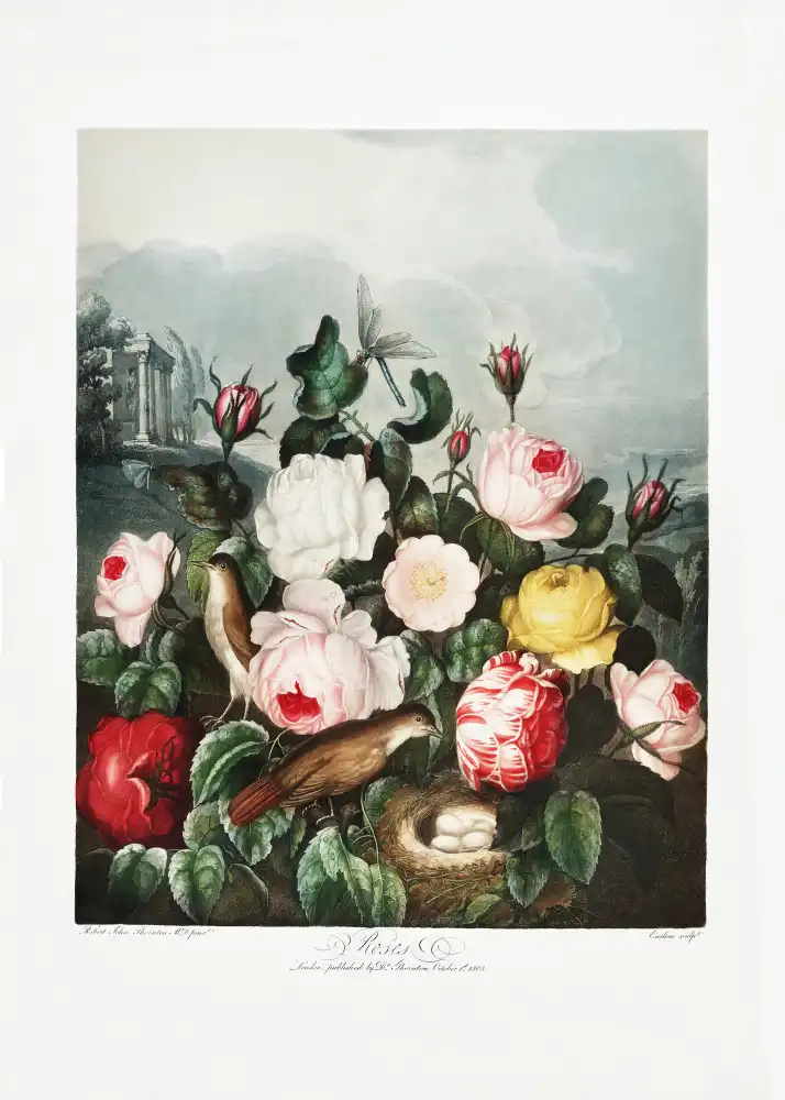 Thornton, John Robert: Roses du Temple de Flore (1807)