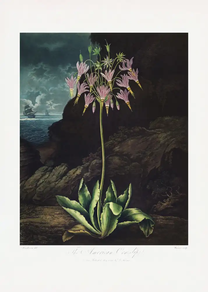Thornton, John Robert: Le coucou américain du Temple de Flore (1807)