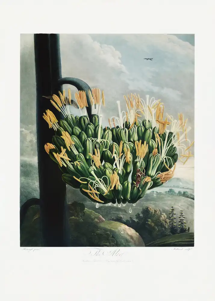 Thornton, John Robert: L'Aloès du Temple de Flore (1807)