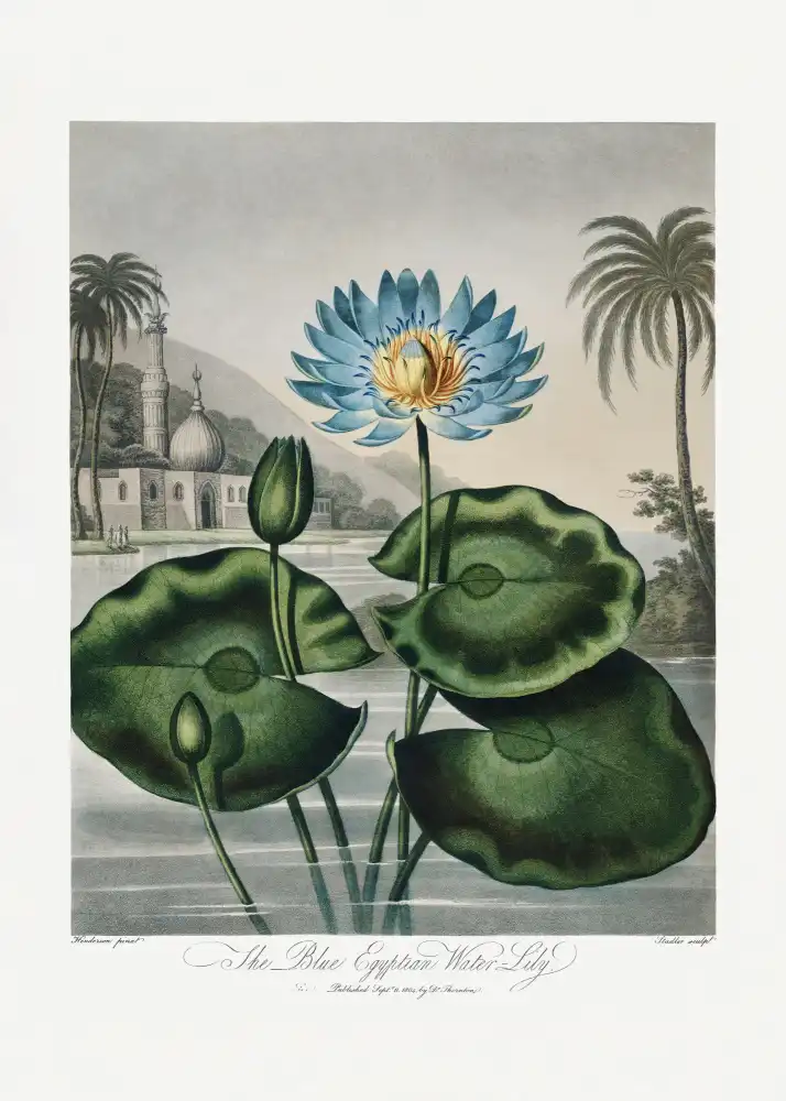 Thornton, John Robert: Le nénuphar égyptien bleu du Temple de Flore (1807)