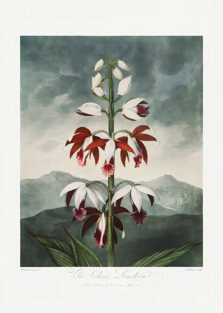 Thornton, John Robert: Le Limodoron chinois du Temple de Flore (1807)