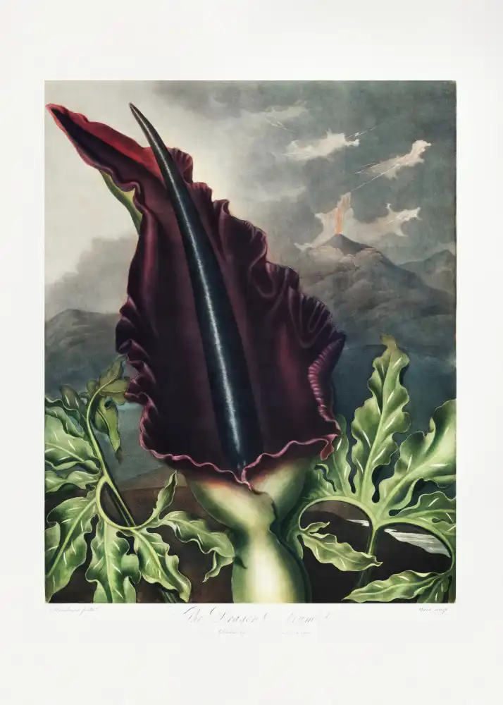 Thornton, John Robert: Le Dragon Arum du Temple de Flore (1807)