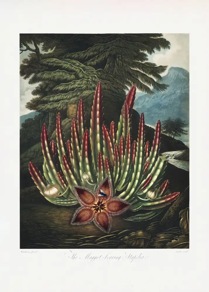 Thornton, John Robert: Le Stapelia porteur d'asticots du Temple de Flore (1807)