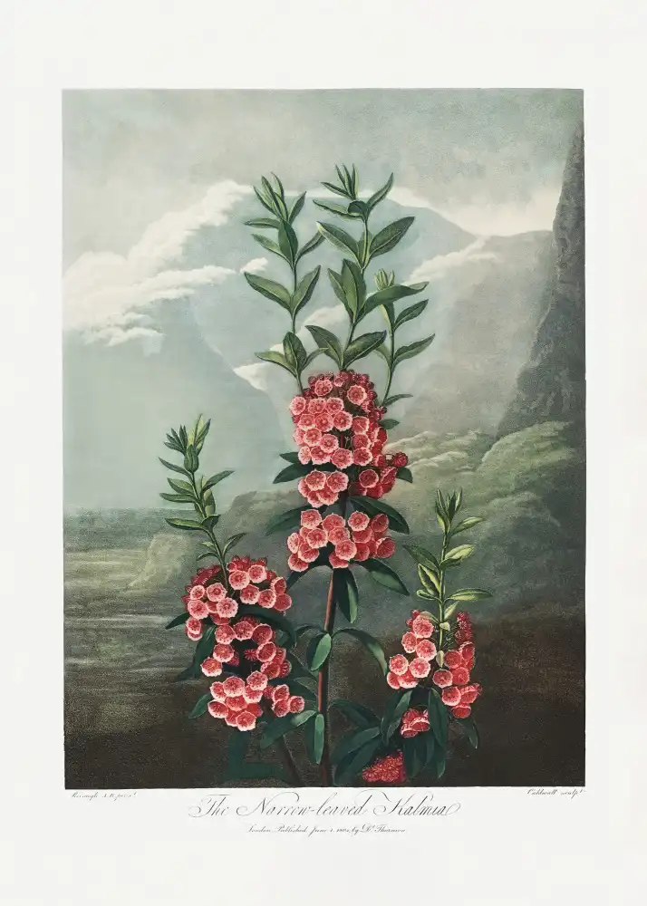 Thornton, John Robert: Le Kalmia à feuilles étroites du Temple de Flore (1807)