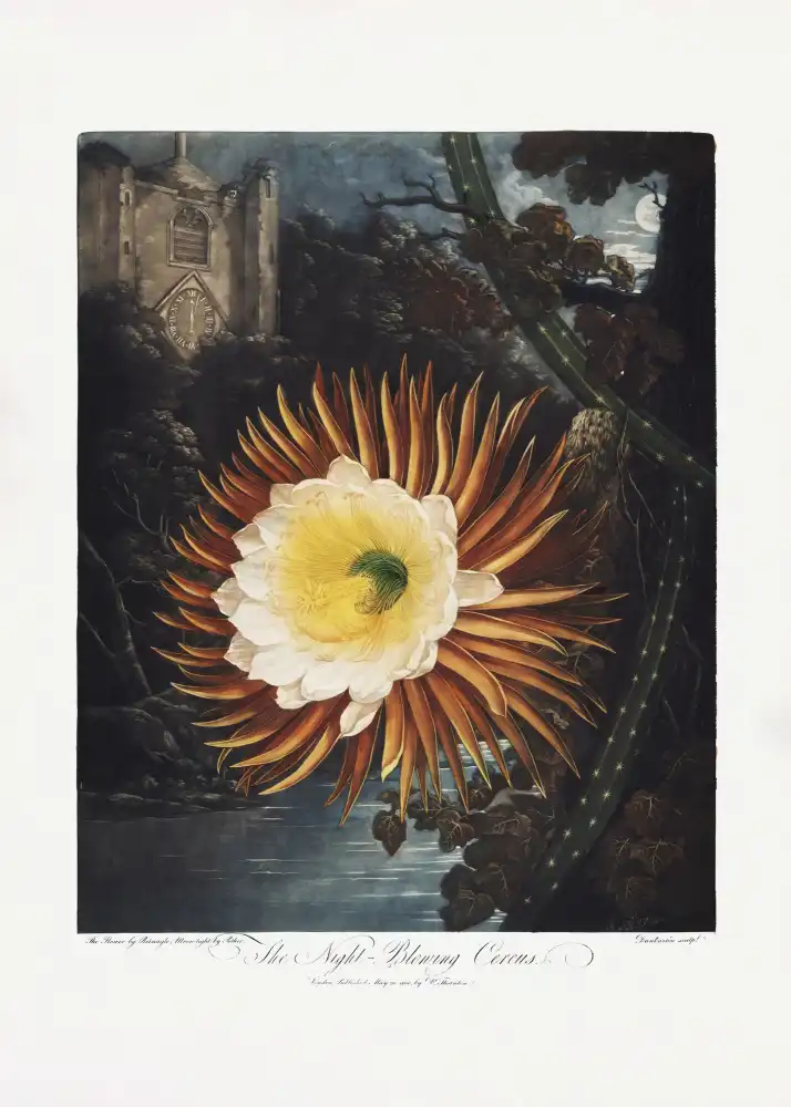 Thornton, John Robert: Le Cereus soufflant la nuit du Temple de Flore (1807)