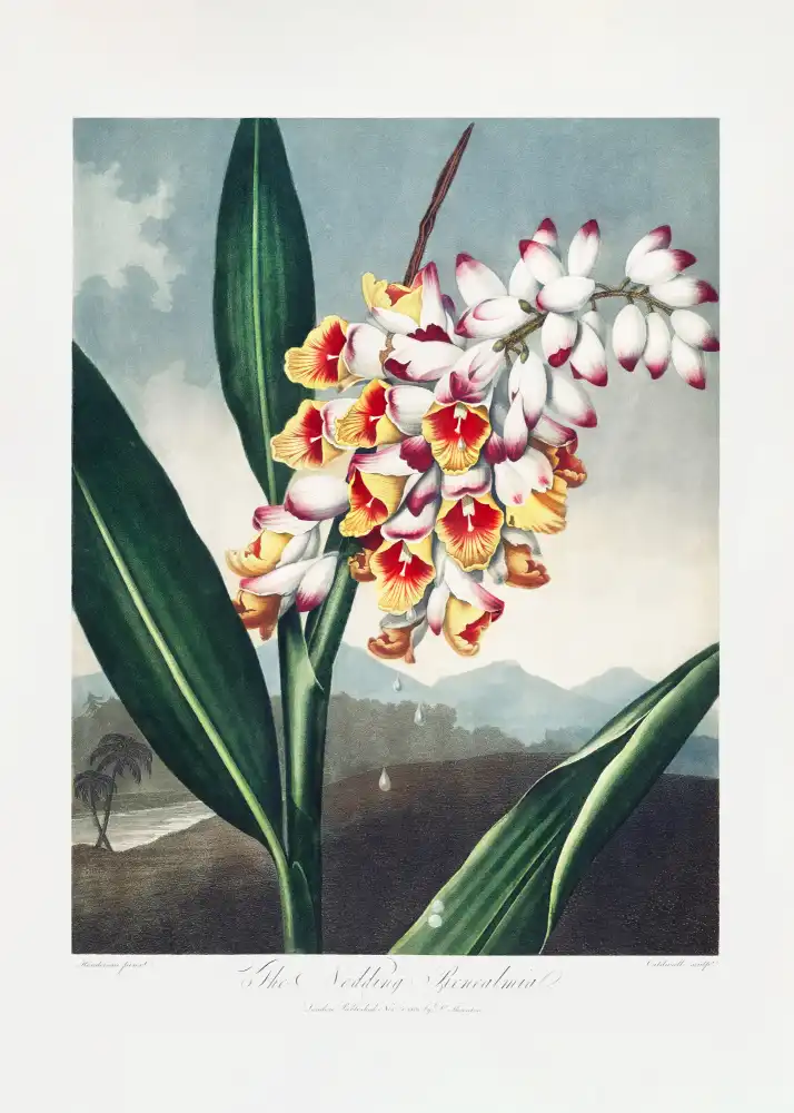Thornton, John Robert: La Renealmia hochant la tête du Temple de Flore (1807)