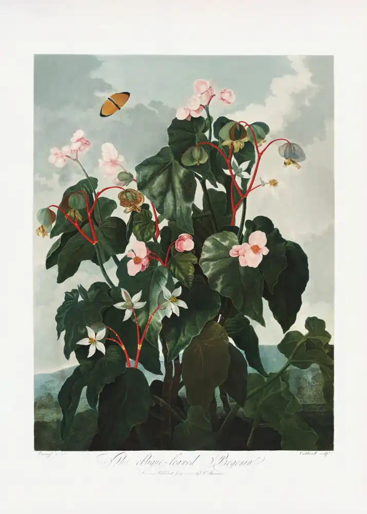 Thornton, John Robert: Le bégonia à feuilles obliques du Temple de Flore (1807)