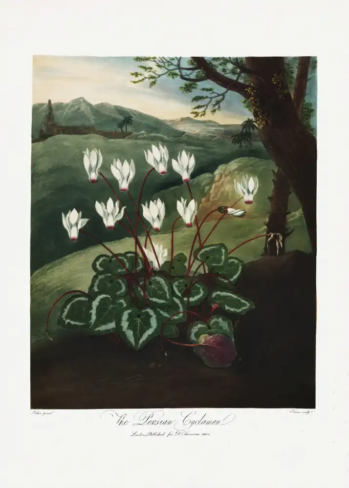 Thornton, John Robert: Le cyclamen persan du Temple de Flore (1807)