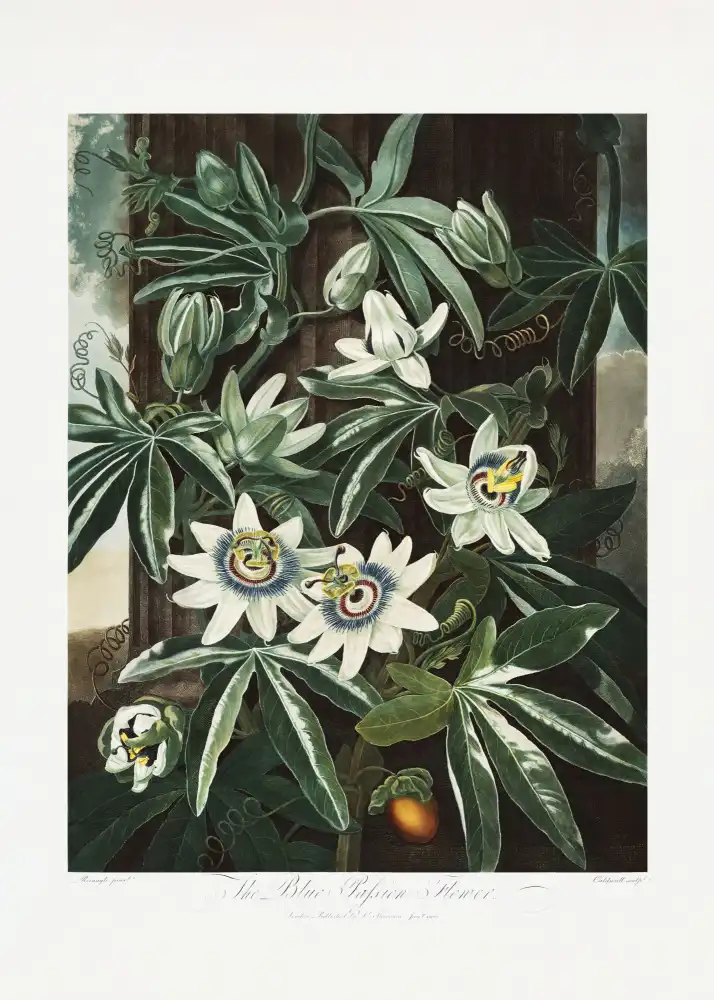 Thornton, John Robert: La Passiflora Cerulea du Temple de la Flore (1807)