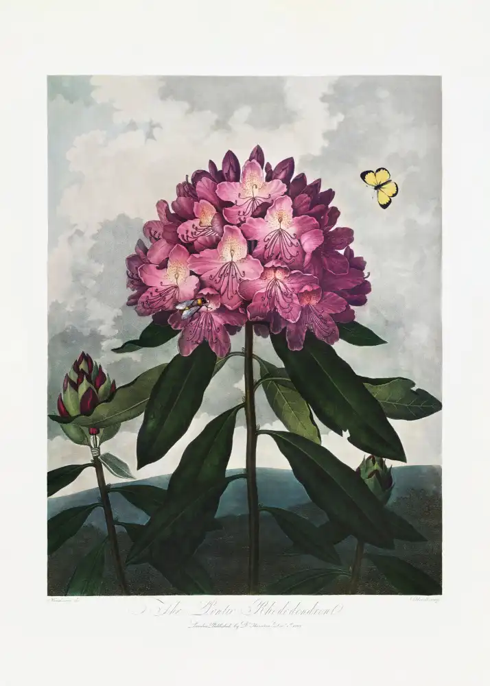 Thornton, John Robert: Le rhododendron pontique du Temple de Flore (1807)
