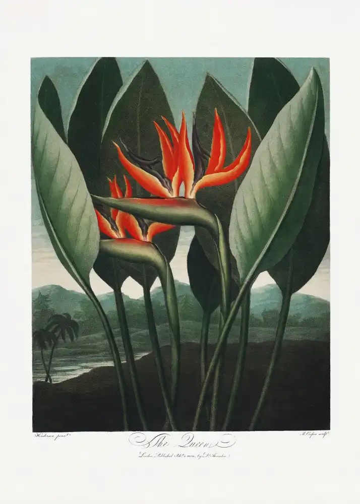Thornton, John Robert: La Reine-Plante du Temple de Flore (1807)
