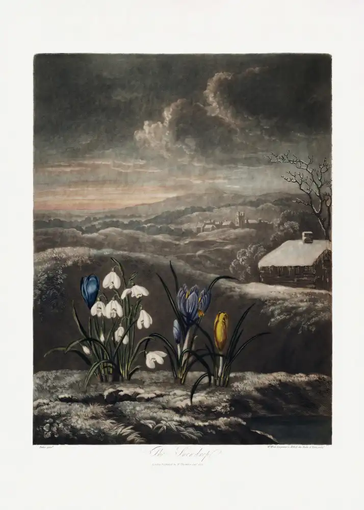 Thornton, John Robert: Les perce-neige du Temple de Flore (1807)