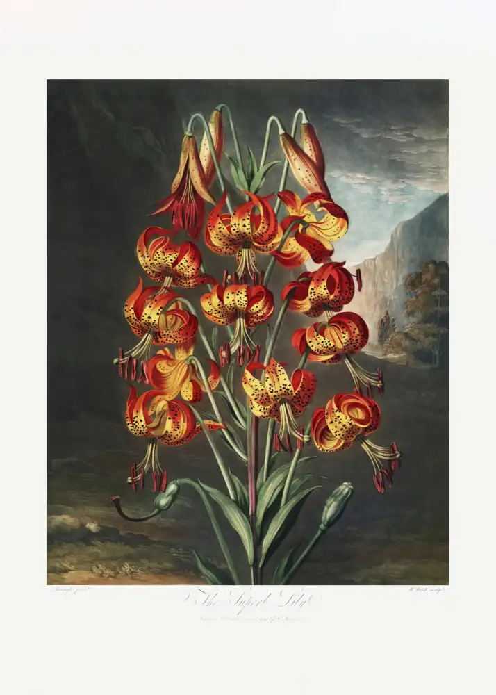 Thornton, John Robert: Le superbe lys du Temple de Flore (1807)