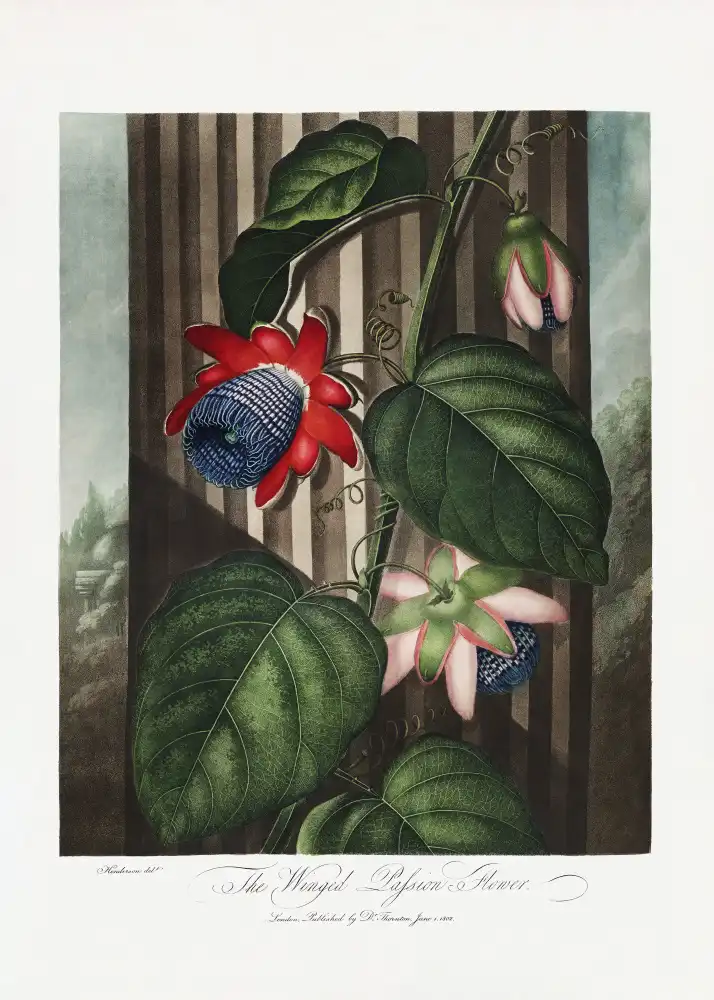 Thornton, John Robert: La passiflore ailée du Temple de Flore (1807)