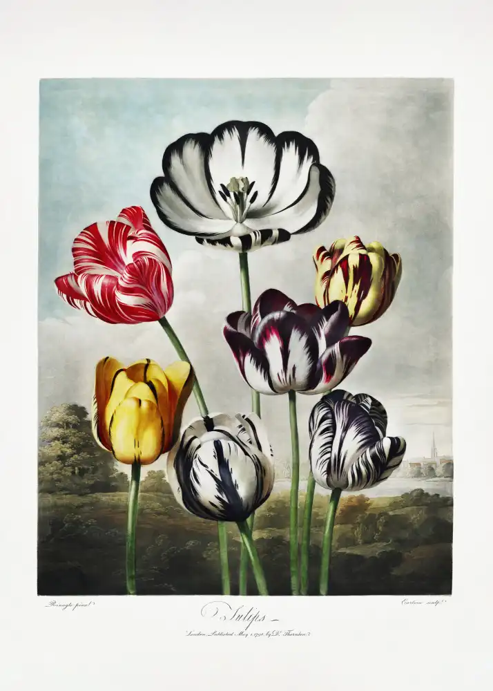 Thornton, John Robert: Tulipes du Temple de Flore (1807)