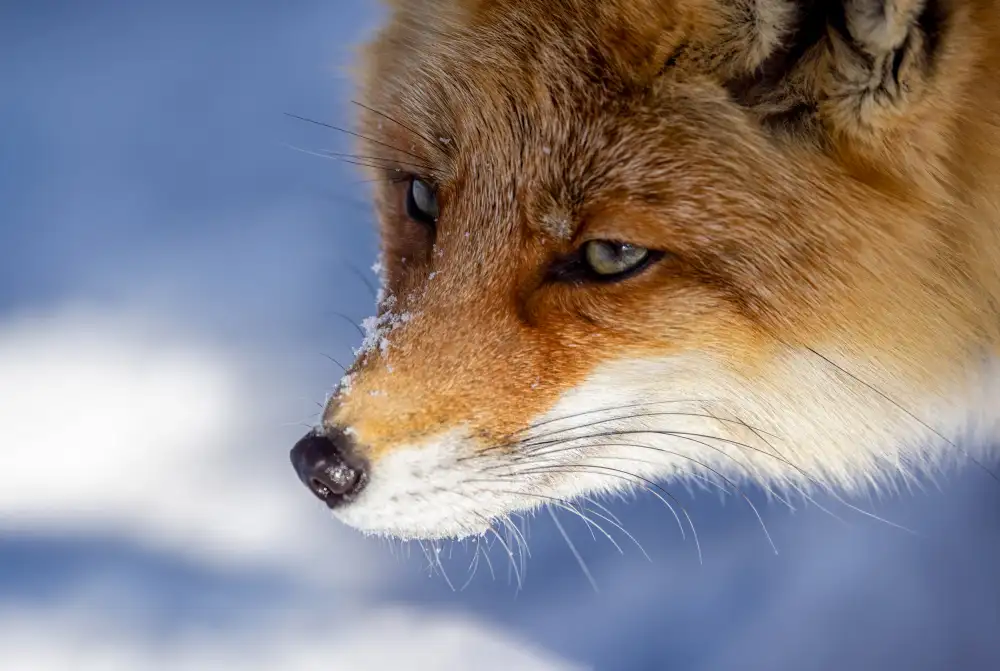 W, Joanna: Japanischer Fuchs