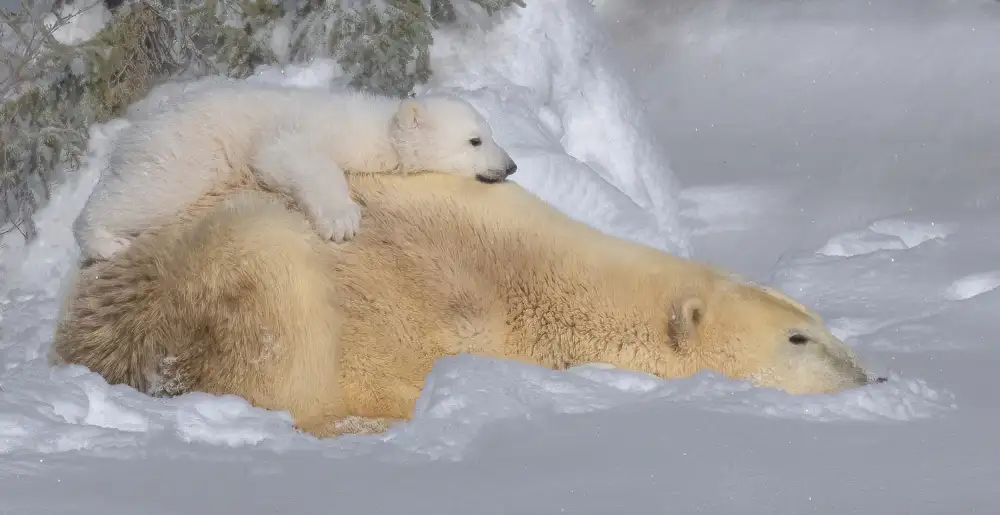 Su, Yuan: Sonno