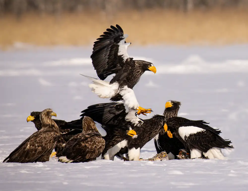 Zhang, Dennis: Steller Sea Eagle