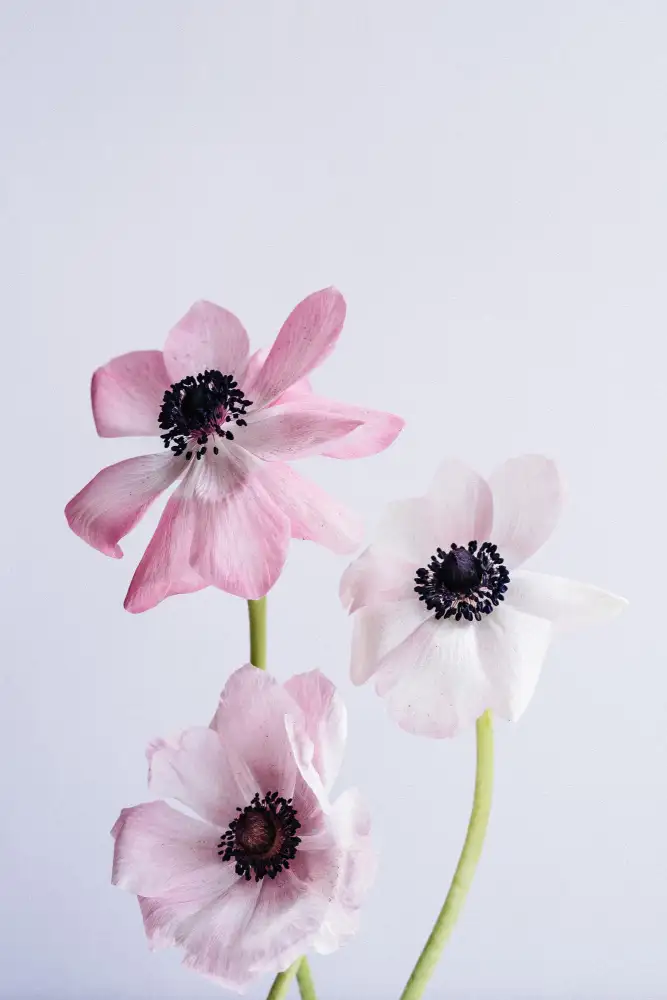 uplusmestudio: Anémonas danzantes