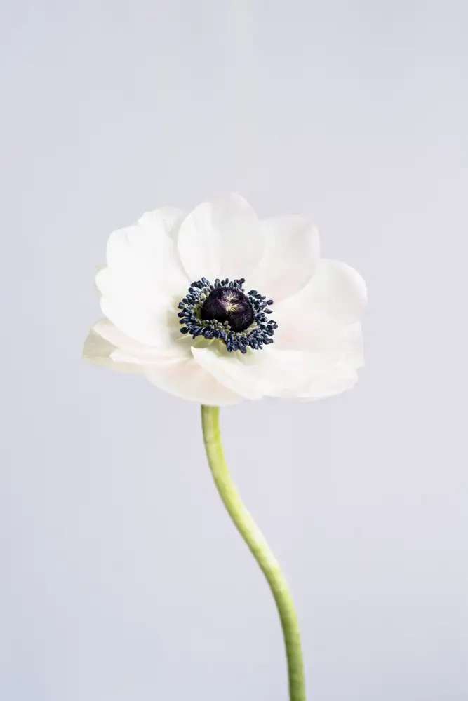uplusmestudio: Anémona preciosa