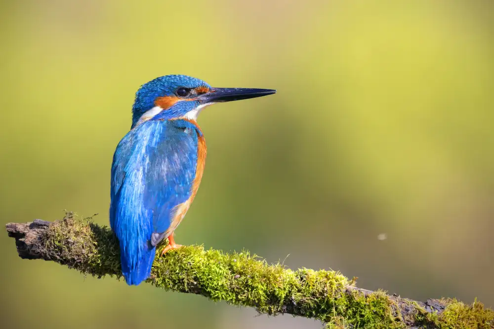 Goran, Tony: Herr Fisher,Eisvogel!