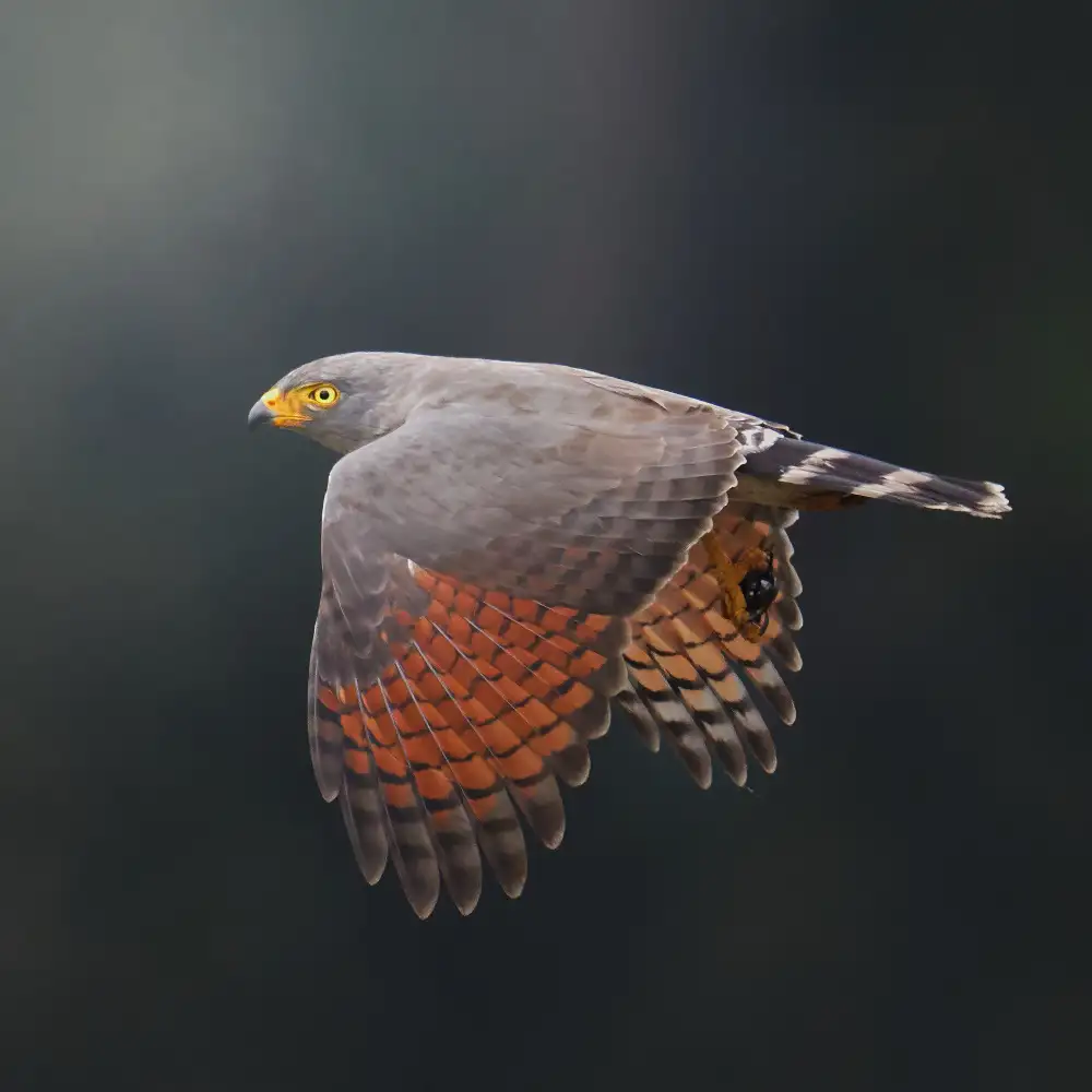 Acevedo, Pérez Lisandro: Rupornis magnirostris