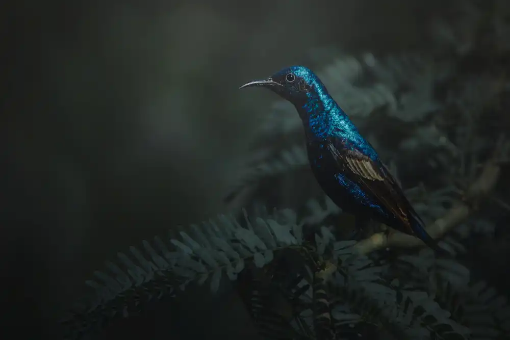 Pezeshki, Sina: Sunbird