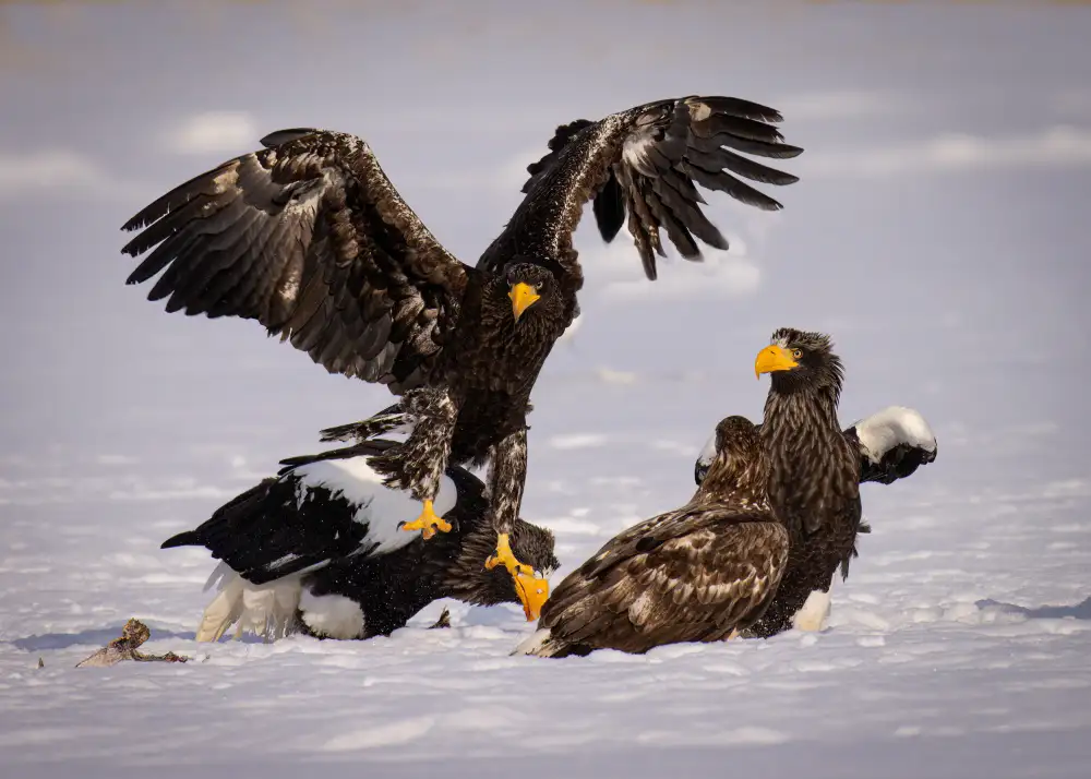 Zhang, Dennis: White-tailed Eagle