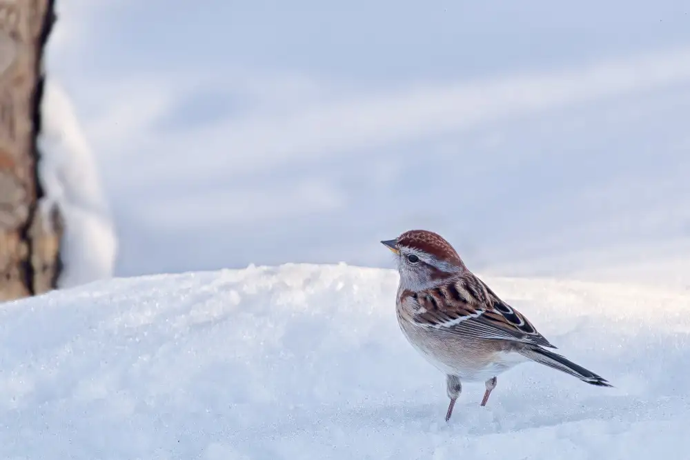 Gagnon, Lucie: Gorrión americano en un día de invierno